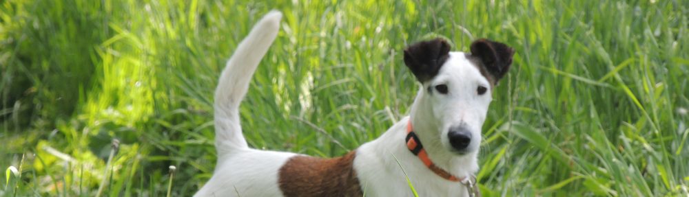 Foxterrier von der Schwedenschmitte