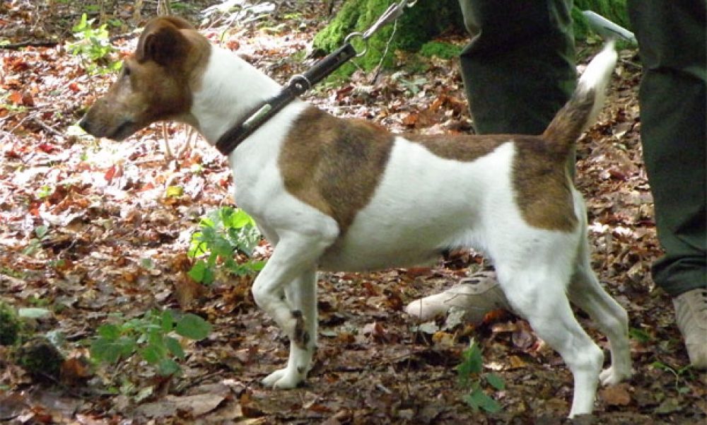 Foxterrier von der Schwedenschmitte