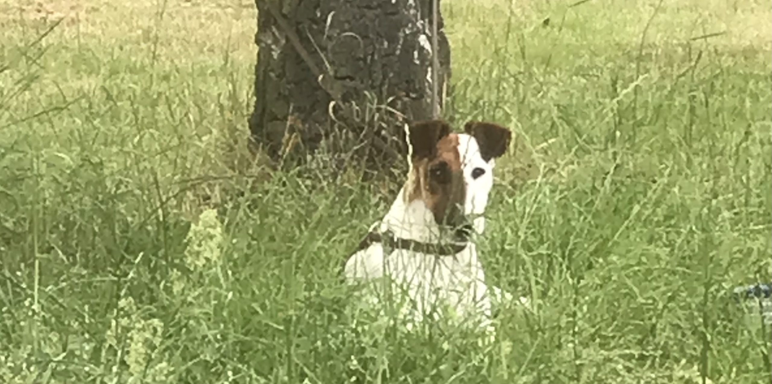 Foxterrier von der Schwedenschmitte